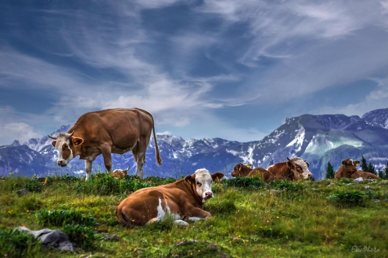 Koca Bistra - Velika Planina Villa Stahovica Eksteriør billede